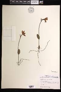 Pogonia ophioglossoides image