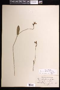 Pogonia ophioglossoides image