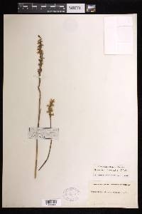 Spiranthes cernua image