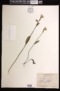 Pogonia ophioglossoides image