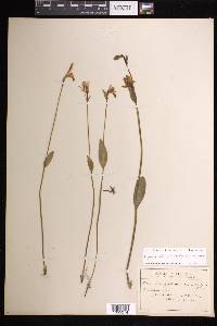 Pogonia ophioglossoides image