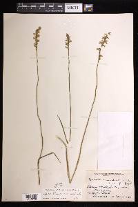 Spiranthes praecox image