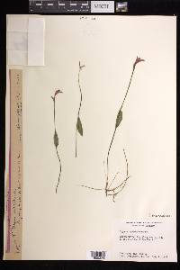 Pogonia ophioglossoides image