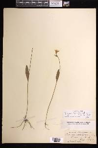 Pogonia ophioglossoides image