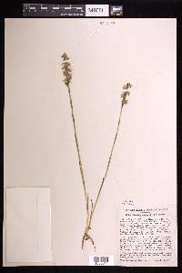 Spiranthes cernua image