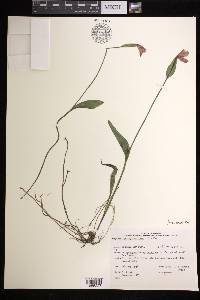 Pogonia ophioglossoides image