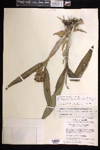 Prosthechea trulla image