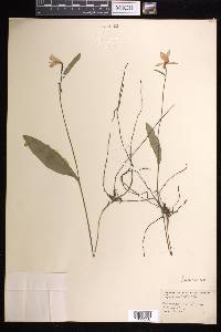 Pogonia ophioglossoides image