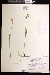 Pogonia ophioglossoides image