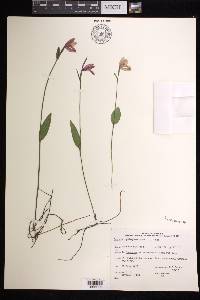 Pogonia ophioglossoides image