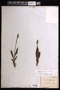 Spiranthes lucida image