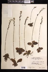 Ponthieva pauciflora image
