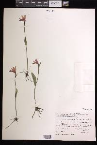 Pogonia ophioglossoides image