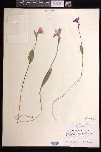 Pogonia ophioglossoides image