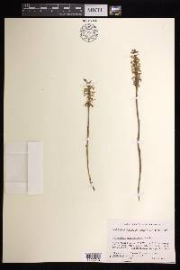 Spiranthes magnicamporum image