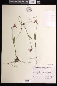 Pogonia ophioglossoides image