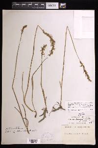 Spiranthes praecox image