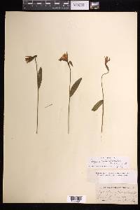 Pogonia ophioglossoides image