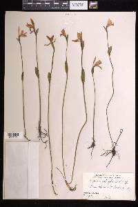 Pogonia ophioglossoides image