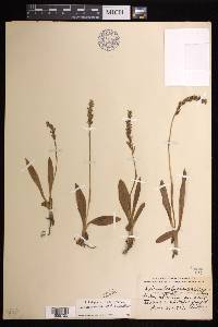 Spiranthes lucida image