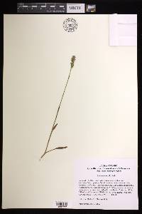 Spiranthes ovalis image