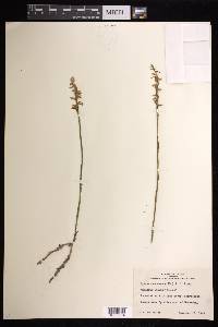 Spiranthes cernua image