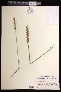 Spiranthes cernua image