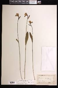 Pogonia ophioglossoides image