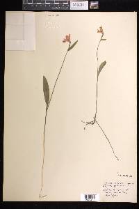 Pogonia ophioglossoides image