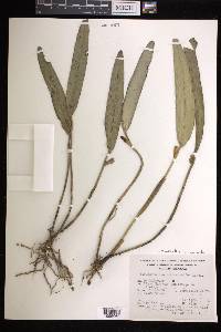 Myoxanthus octomerioides image