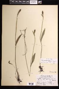 Pogonia ophioglossoides image