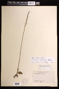 Spiranthes lacera image