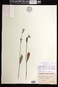 Pogonia ophioglossoides image