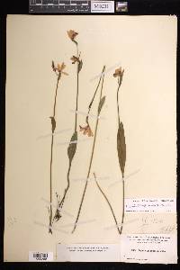 Pogonia ophioglossoides image