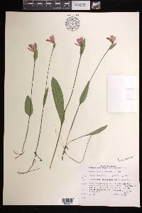 Pogonia ophioglossoides image