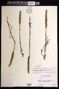 Spiranthes ochroleuca image