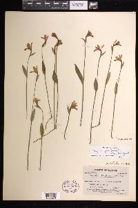 Pogonia ophioglossoides image