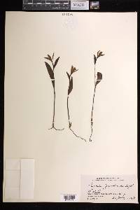 Pogonia japonica image