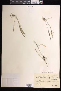 Acianthera hygrophila image