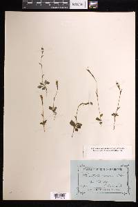 Pterostylis nana image