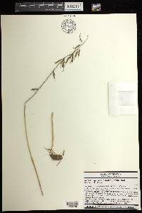Tipularia discolor image