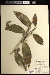 Vanilla planifolia image