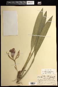 Trichopilia marginata image