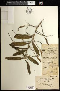 Thrixspermum elongatum image