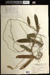 Thrixspermum elongatum image