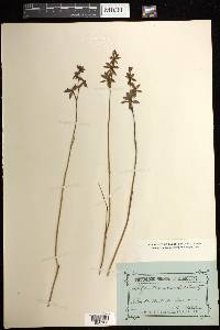 Thelymitra ixioides image