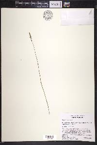 Spiranthes tuberosa image