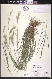 Bothriochloa laguroides image