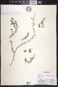 Elodea nuttallii image