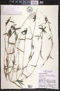 Dichanthelium acuminatum subsp. lindheimeri image